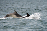 dolphin whyw15_mon_800_9660